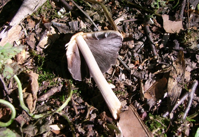 una famiglia numerosa